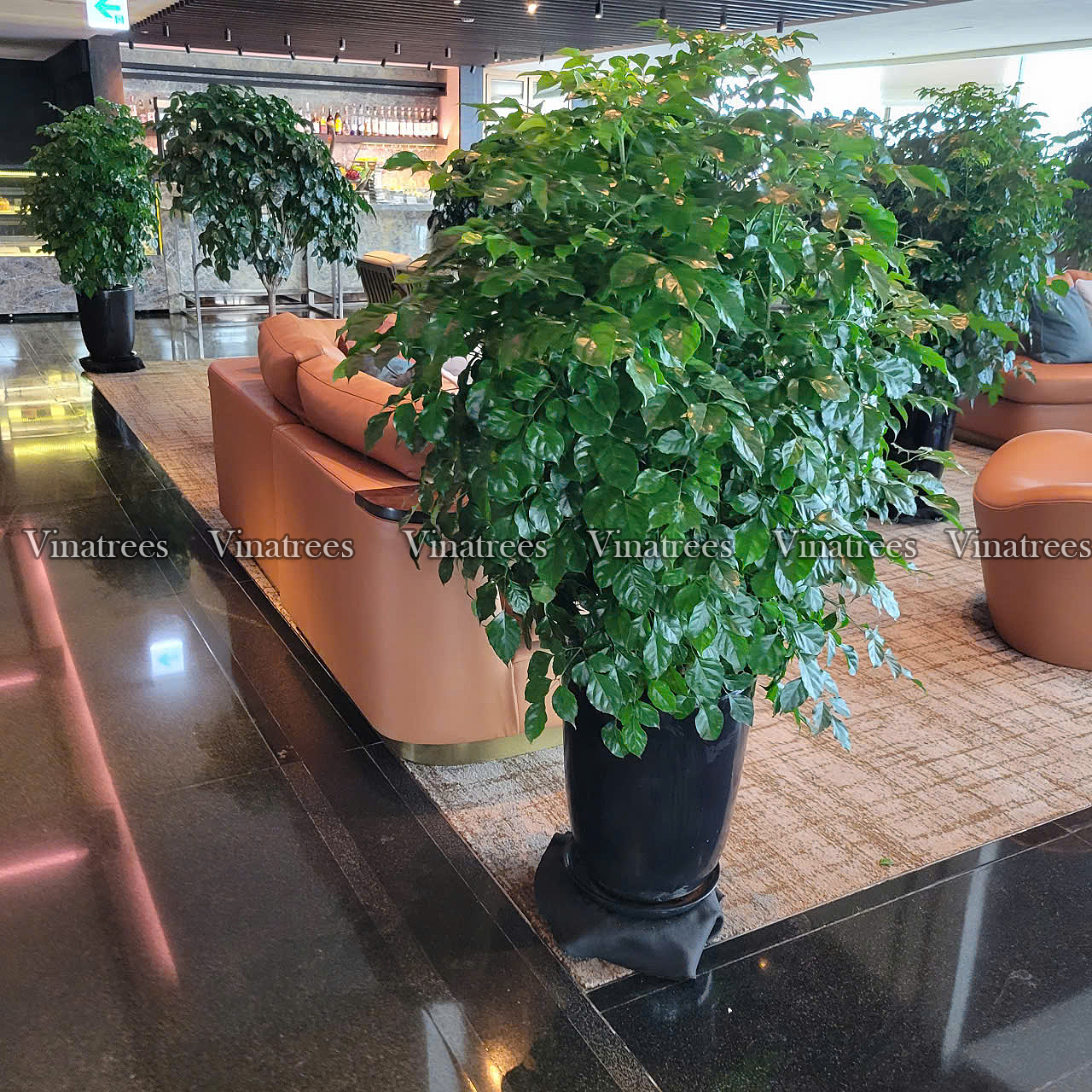 Vinatrees cung cấp dịch vụ cho thuê cây xanh văn phòng